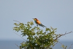European Bee-eater