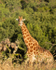 Africa-6