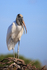 Wood Stork with open bill, Wakodahatchee Wetlands, Florida