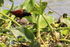Northern Jacana (adult), Rio Sierpe, Costa Rica