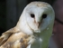 Barn Owl