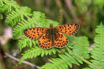 Small Pearl-bordered Fritillary, Devon, England