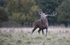 _H5X8779 Red Deer "Rut" 2015