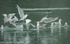 Common gulls