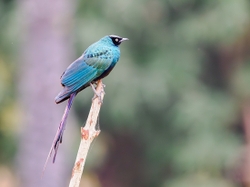 Long-tailed Glossy Starling