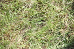 SBM_17506