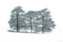 Winter Oaks