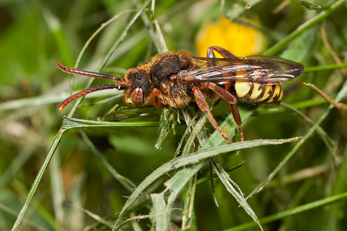 Cuckoo Bee [i]Nomada lathburiana[/i]. Cleptoparasite of the Ashy Mining Bee ([i]Andrena cineraria[/i]).