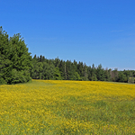 Field of Buttercups