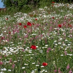 Weeds of cultivation Apennines Italy. scarlet field poppies (Papaver rhoeas), pink sainfoin (Onobrychis sp)  white ox-eye daisies( Leucanthemum vulgare,