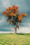 TheTree2007Layer90009