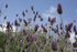 Lavender 2