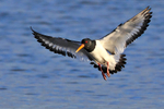 Oystercatcher in flight about to land in Brownsea Lagoon
