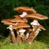 Honey Mushrooms (Armillaria mellea)