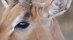 Reflective Kudu-Sth Africa