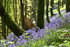 Bluebells near Looe in Cornwall