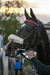 171026-Race 8-Gentle Warrior-6652