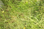 SBM_000991