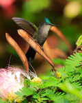 Antillean Crested Hummingbird portfolio