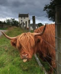 Cheeky Cow (and a castle)