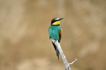 European Bee-eater