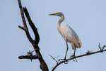 Intermediate Egret