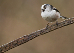 LONG TAILED TIT REF LTT 9