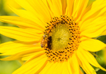 Sunflower Bee 10