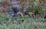 Water Rail