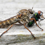 2nd Liz Wallace Robber Fly with Prey