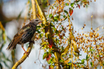 Starling Sturnus vulgaris-4706