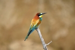 European Bee-eater