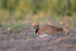 Little Bustard (male) crouching low to ground, Montgai, Spain