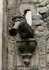 Façade gargoyle (water spout)