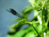 Branded Demoiselle