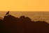 Common Black Hawk at sunset, Costa Rica