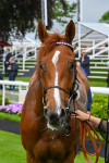 150524-Race 1-Crystal Delight-3685