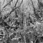 C sharp major Fugue, Corkscrew Swamp, Florida 2010