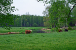 Soomaa National Park, Estonia