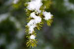 Snow - 44