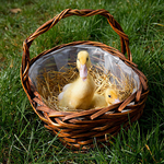 HnyBtm IMG_4699-Med-1