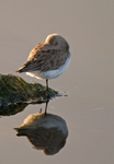 Dunlin