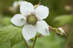 Thimbleberry.