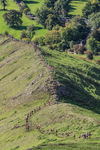 Ilam-37