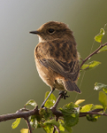 Stonechat (female) perched on hawthorn branch