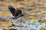 Hooded Crow portfolio