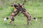 Playful Wild Dogs
