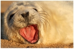 Yawning with Laughter