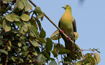 Wedge tailedgreen Pigeon