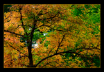 Acer triflorum 2